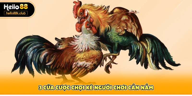 3 cửa cược chọi kê người chơi cần nắm