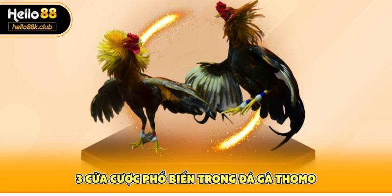 hello88 7 3 cửa cược phổ biến trong đá gà Thomo