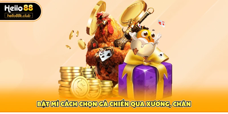 Bật mí cách chọn gà chiến qua xương, chân