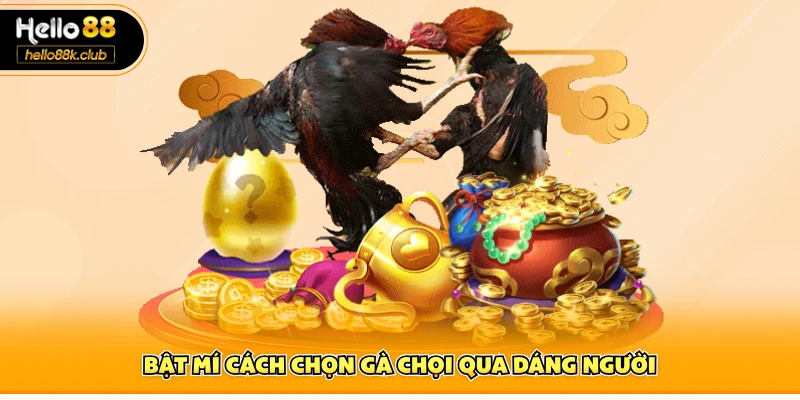 Bật mí cách chọn gà chọi qua dáng người