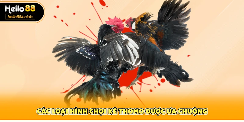 Các loại hình chọi kê Thomo được ưa chuộng